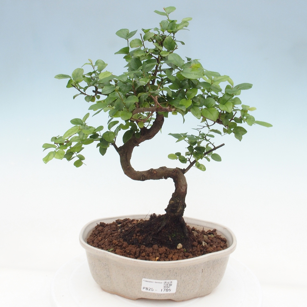 Pokojová bonsai - Sagerécie thea - Sagerécie thea