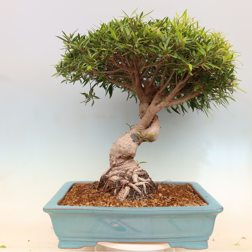 Pokojová bonsai - Ficus nerifolia -  malolistý fíkus