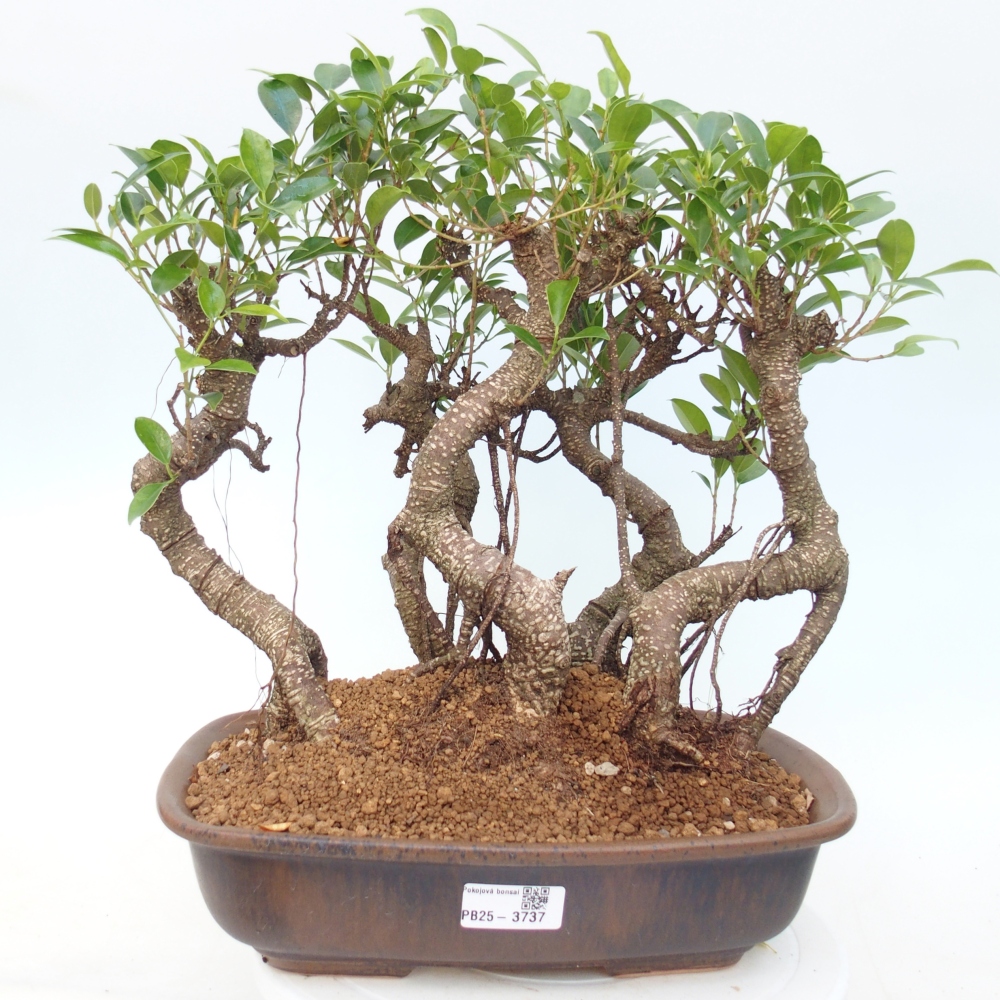 Pokojová bonsai - Ficus kimmen -  malolistý fíkus