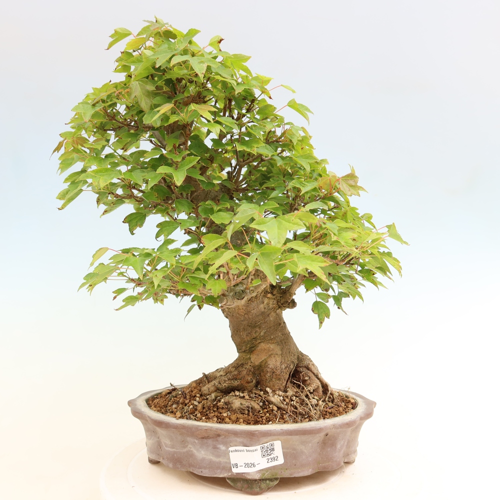 Venkovní bonsai - Javor Burgerův - Acer Burgerianum 