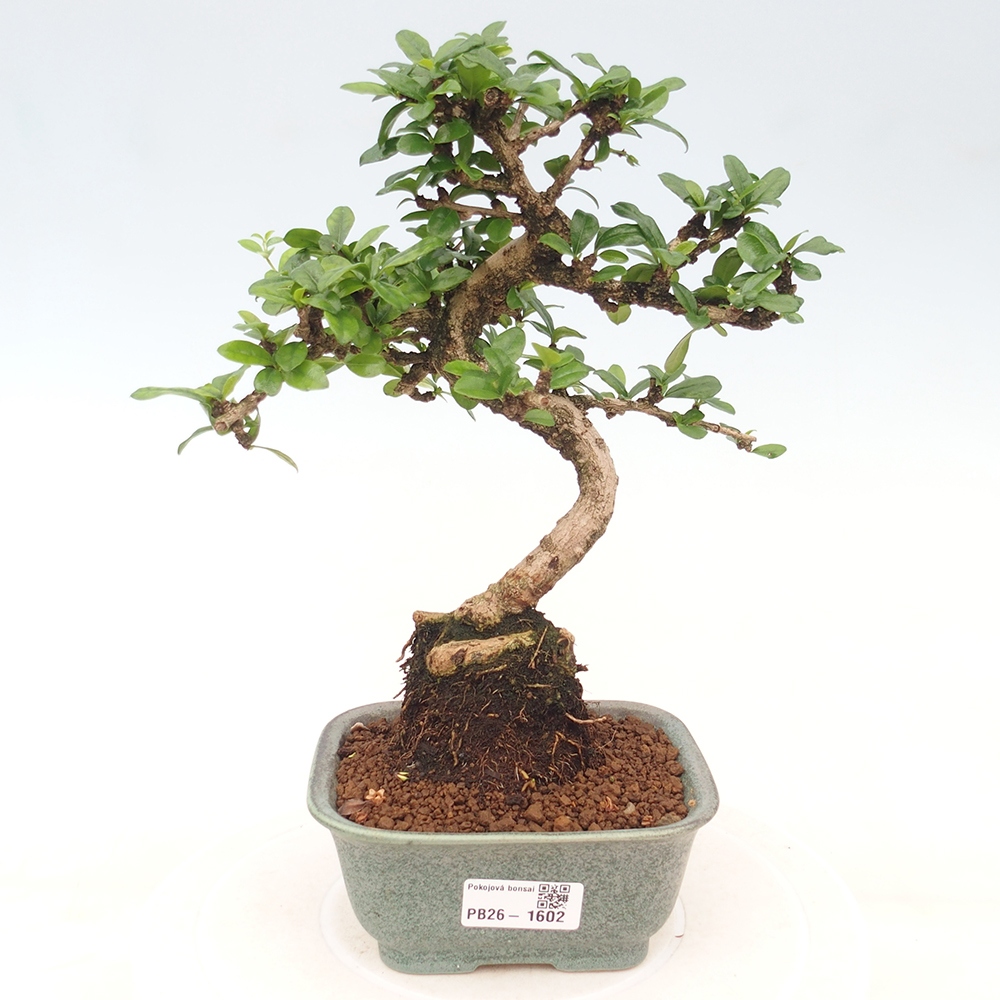 Pokojová bonsai - Carmona macrophylla - Čaj fuki
