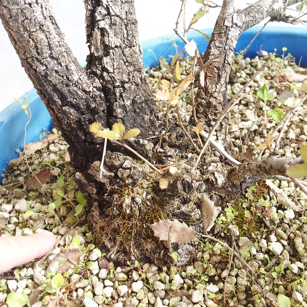 Venkovní bonsai Quercus Cerris - Dub Cer