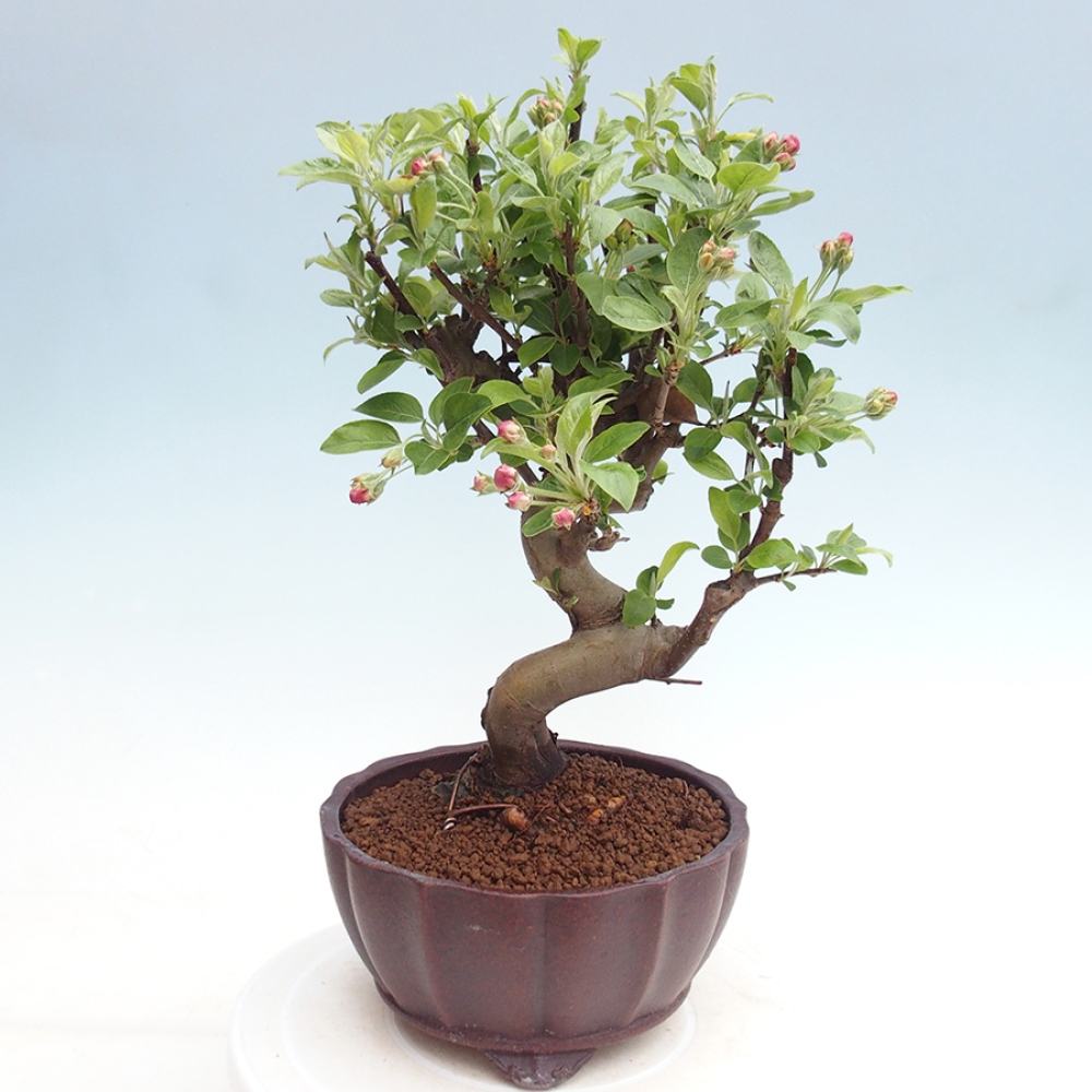 Venkovní bonsai -Malus halliana - Maloplodá jabloň