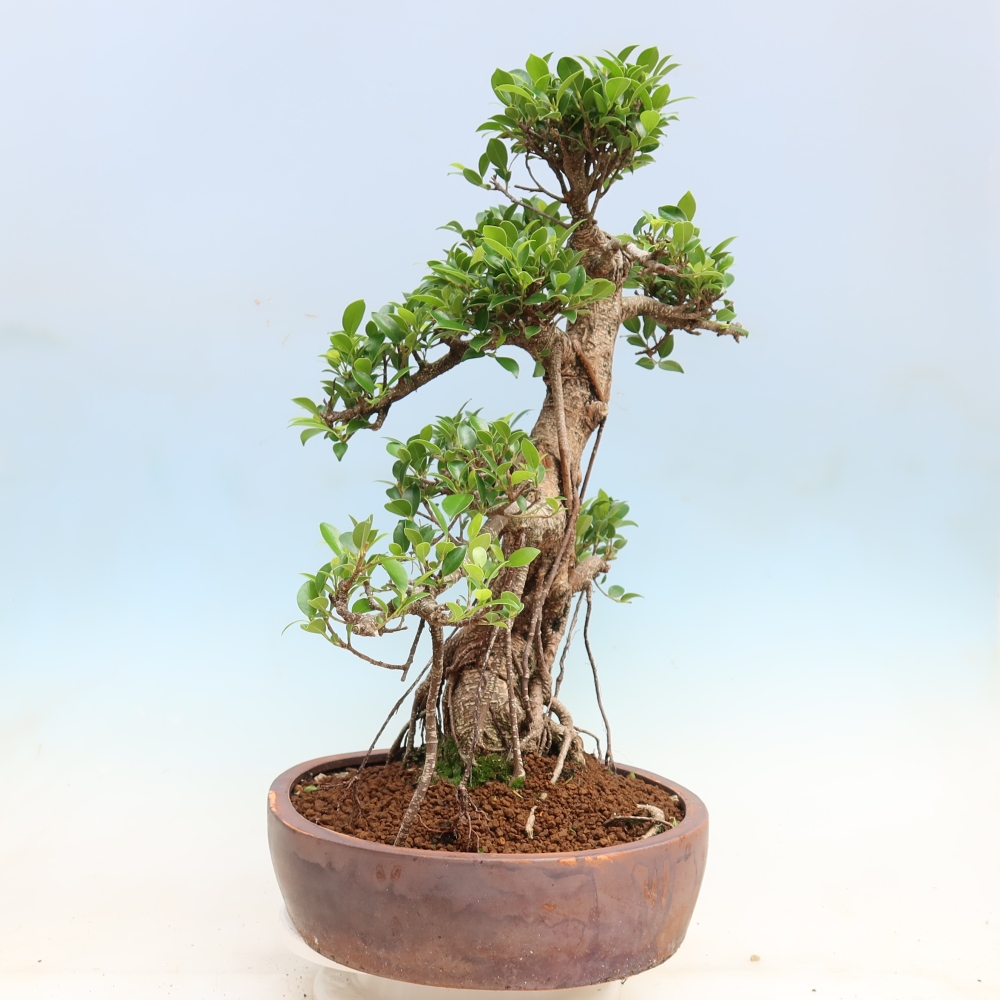 Pokojová bonsai - Ficus kimmen -  malolistý fíkus