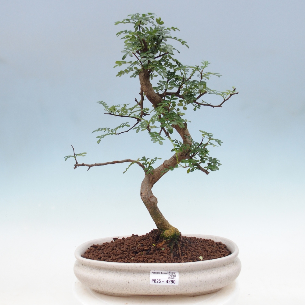 Pokojová bonsai - Zantoxylum piperitum - pepřovník