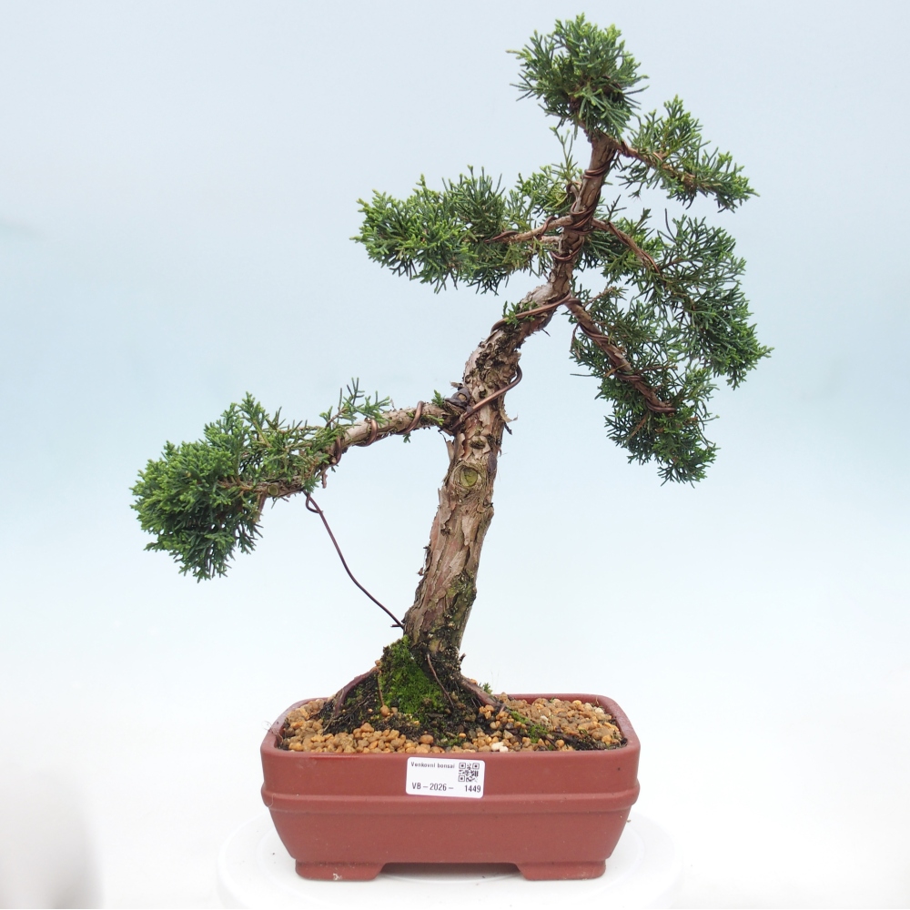 Venkovní bonsai - Juniperus chinensis Kishu -Jalovec čínský