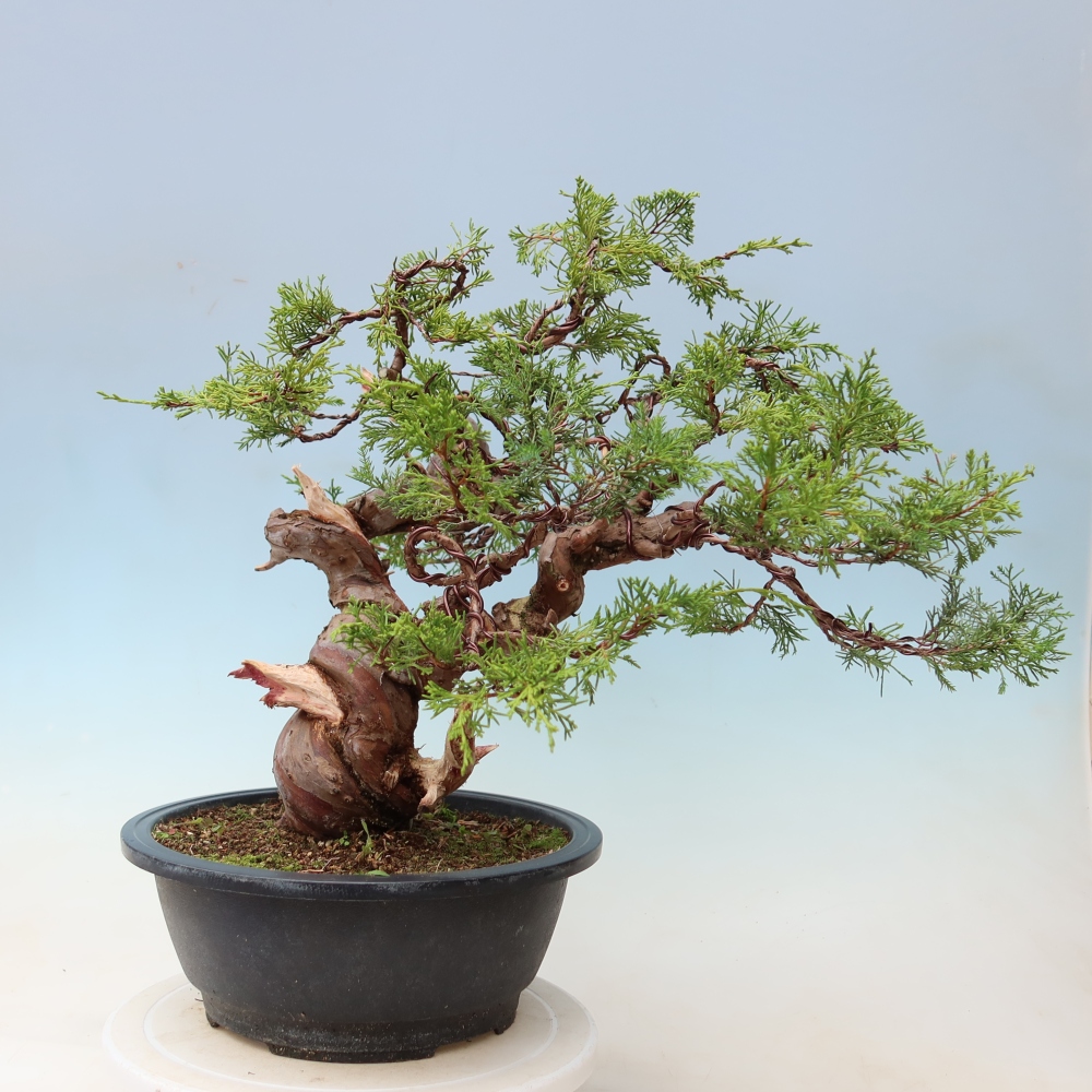Venkovní bonsai - Juniperus chinensis Itoigawa-Jalovec čínský