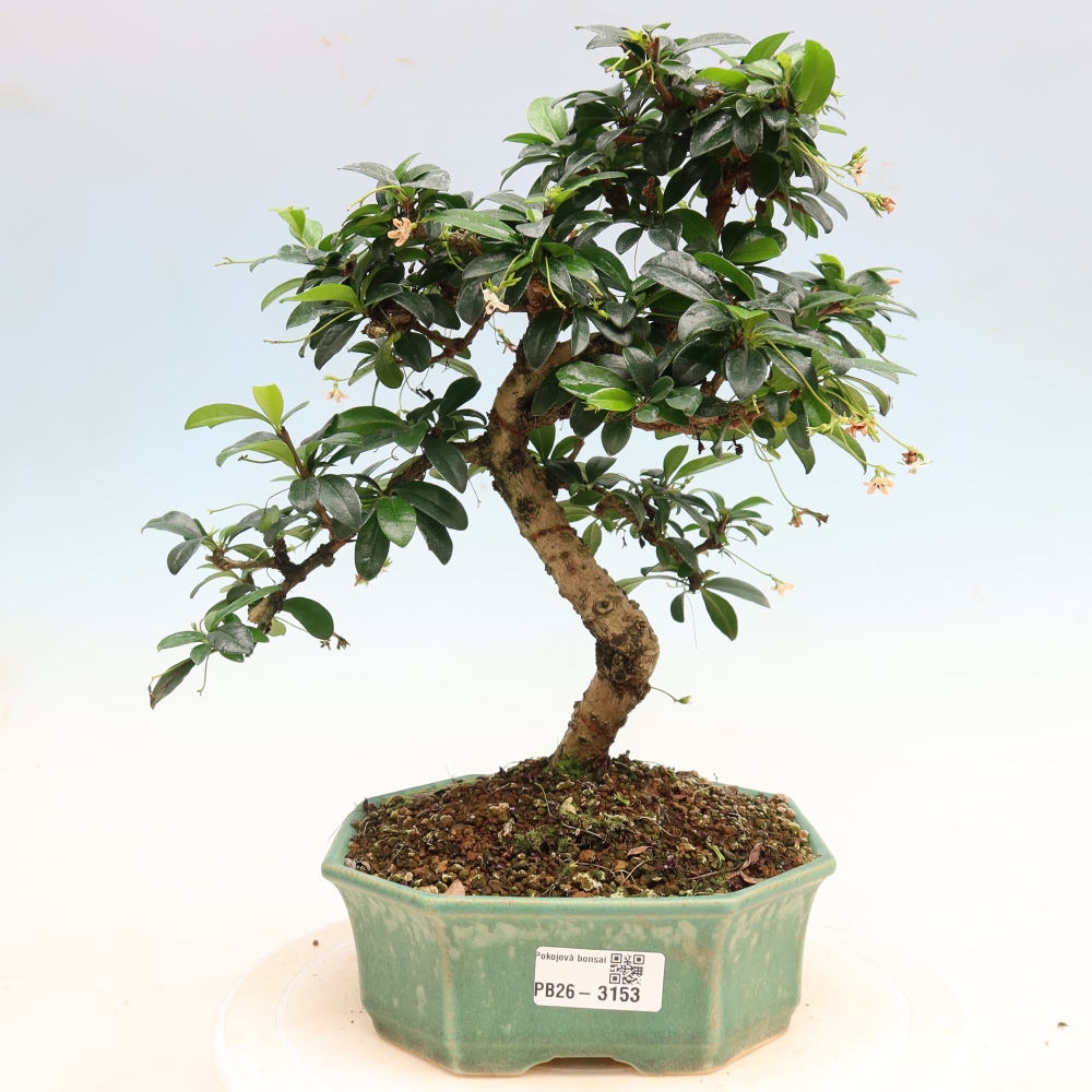 Pokojová bonsai - Carmona macrophylla - Čaj fuki