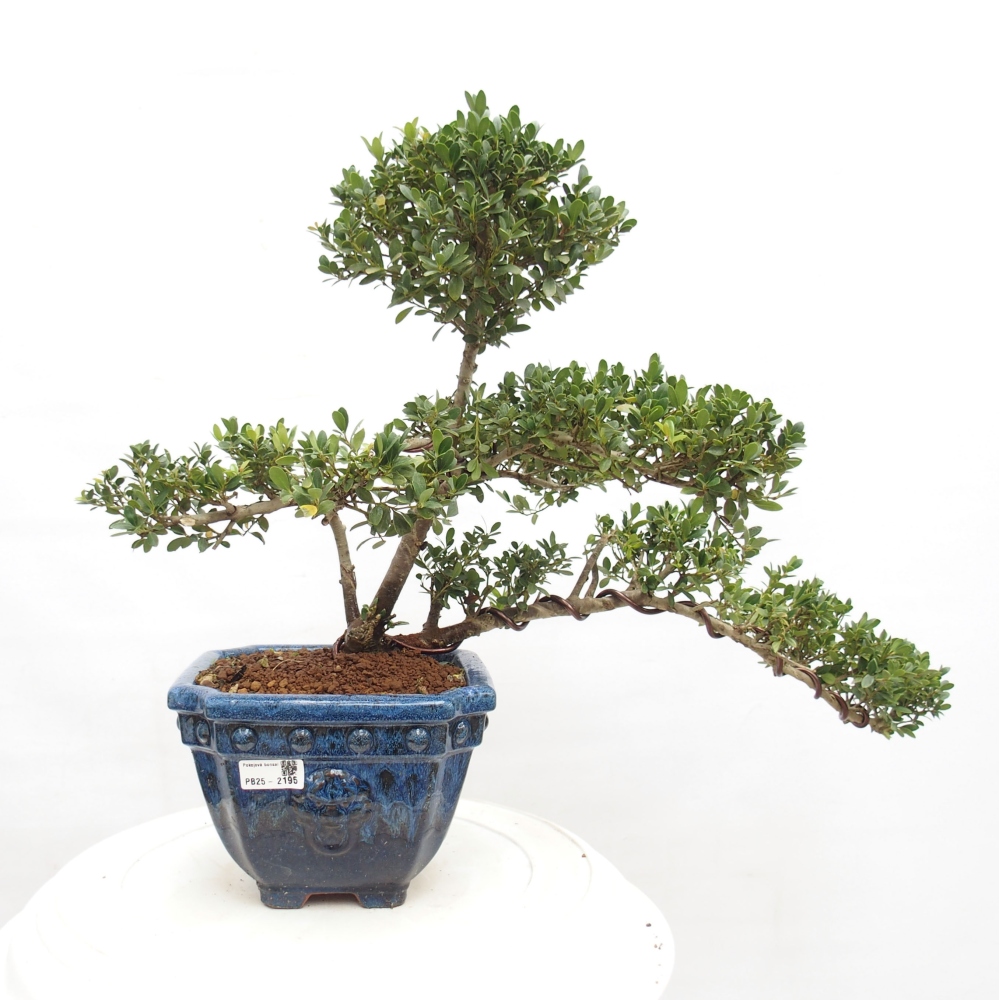 Pokojová bonsai - Ilex crenata - Cesmína