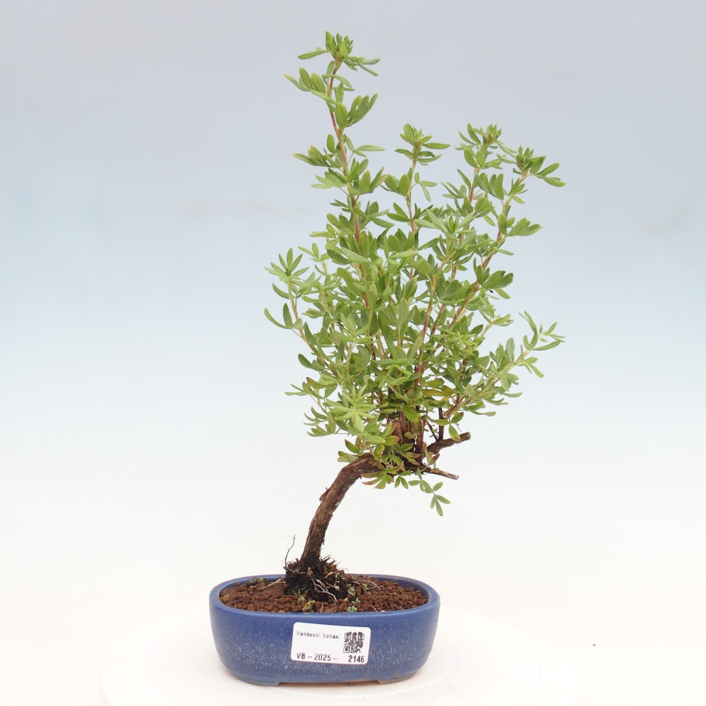 Venkovní bonsai-Mochna křovitá - potentila fruticosa yellow Bird