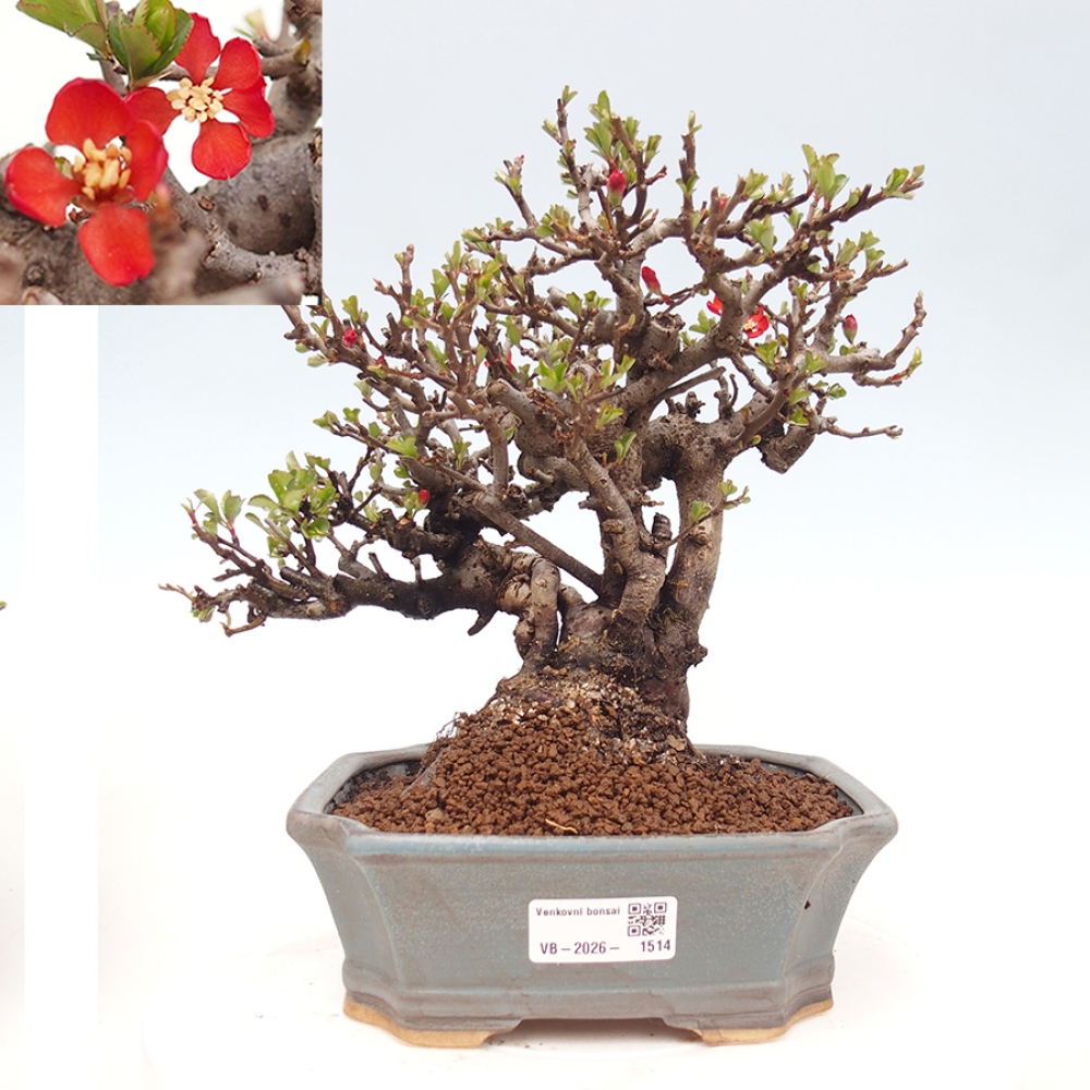 Venkovní  bonsai -  Chaneomeles speciosa - Kdoulovec ozdobný