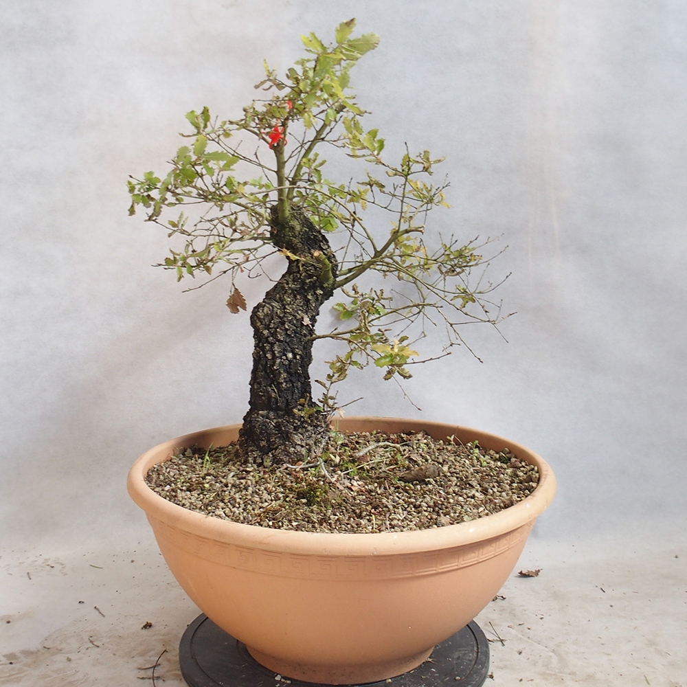 Venkovní bonsai Quercus Cerris - Dub Cer