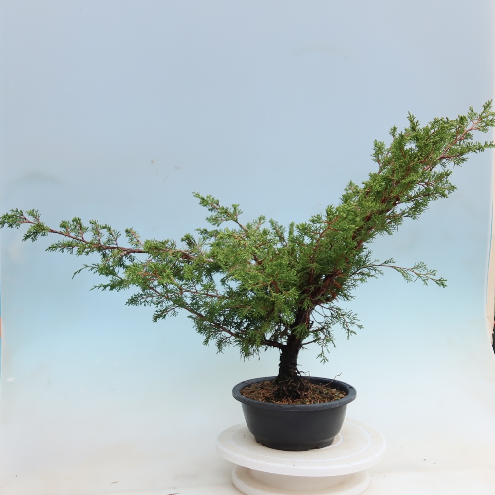 Venkovní bonsai - Juniperus chinensis Itoigawa - Jalovec čínský