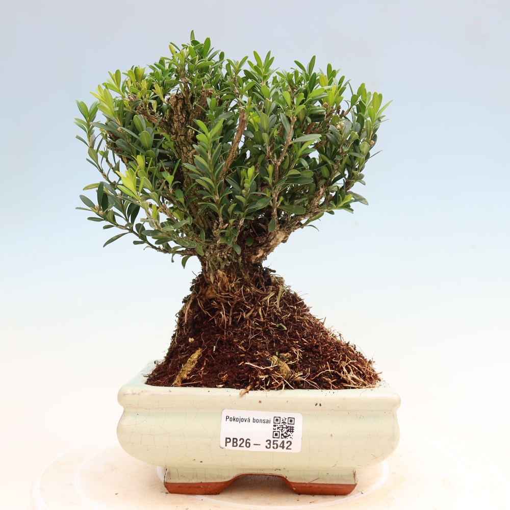 Pokojová bonsai - Buxus harlandii -korkový buxus