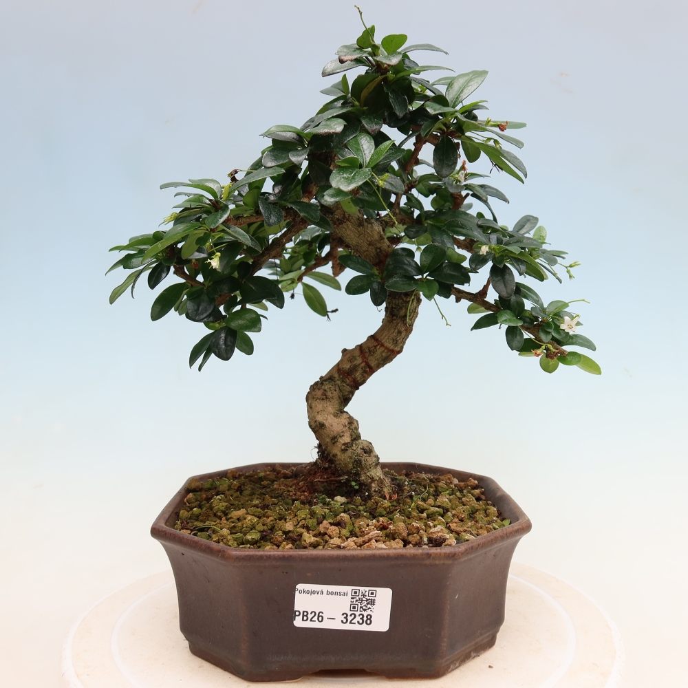 Pokojová bonsai - Carmona macrophylla - Čaj fuki