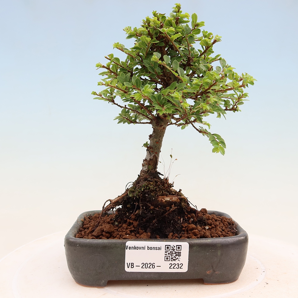 Venkovní bonsai - Ulmus parvifolia Sagei - Malolistý jilm