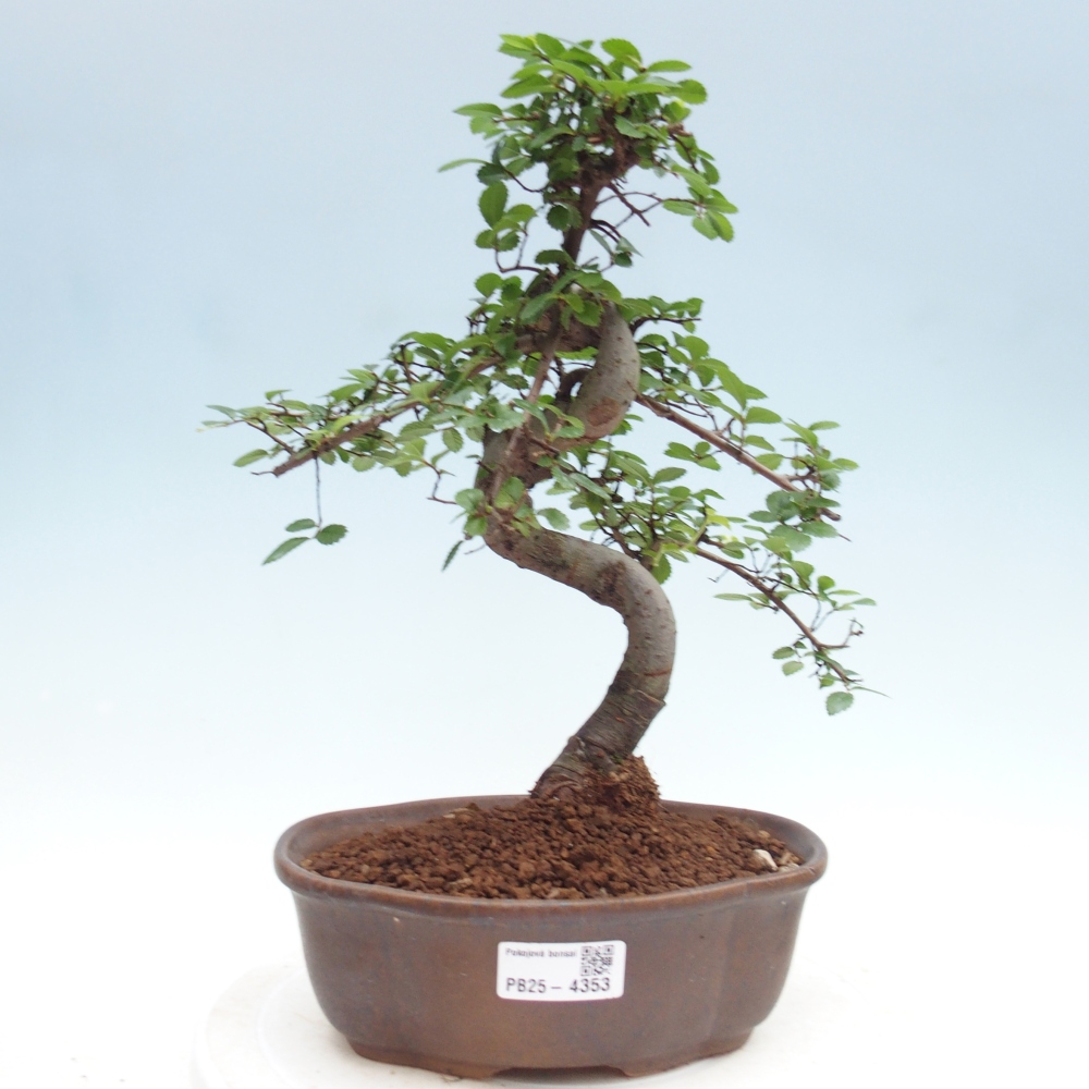 Pokojová bonsai - Ulmus parvifolia - Malolistý jilm