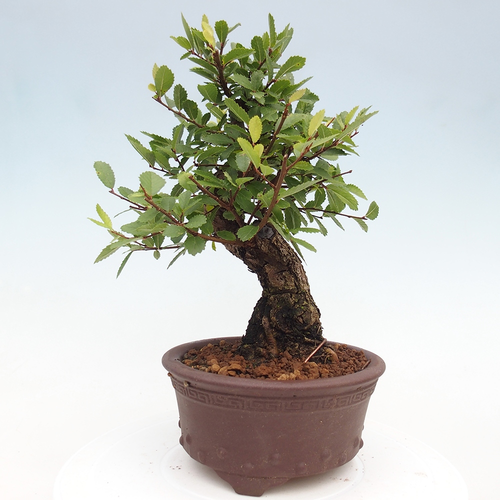 Venkovní bonsai - Zelkova - Zelkova serrata