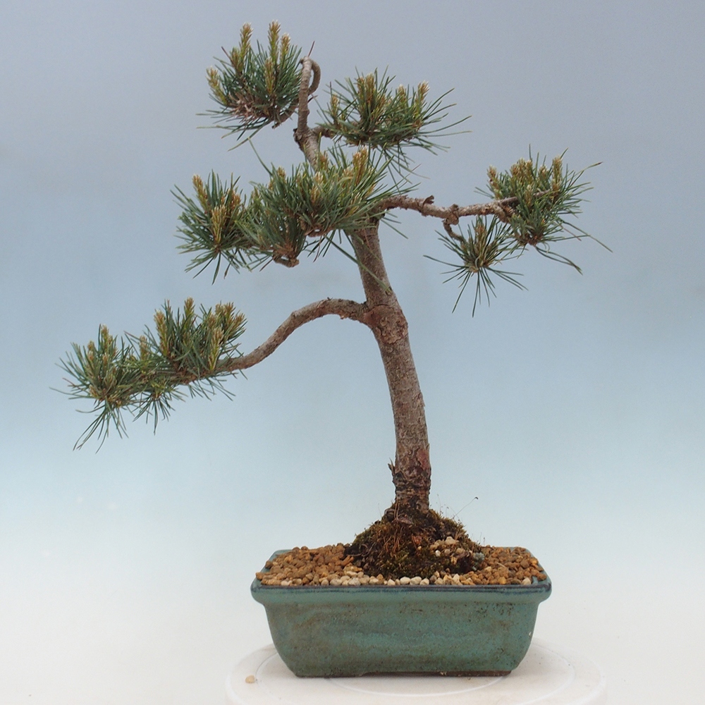 Venkovní bonsai - Pinus Sylvestris Watererri - Borovice lesní