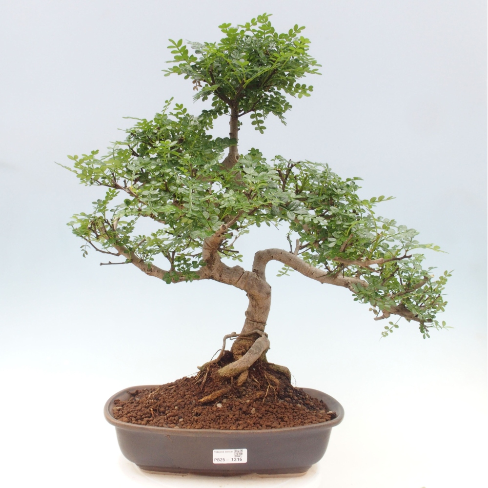 Pokojová bonsai - Zantoxylum piperitum - pepřovník