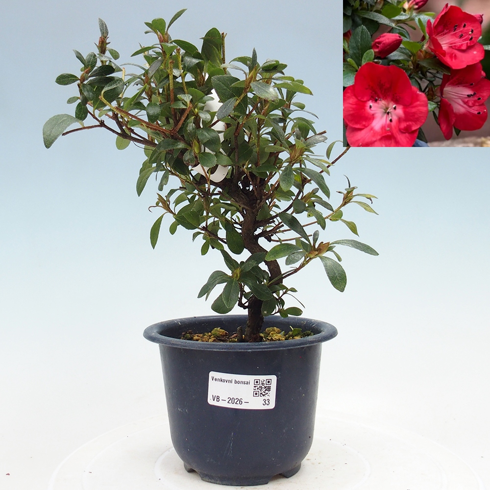 Venkovní bonsai - Japonská azalka - Azalea Benibeni