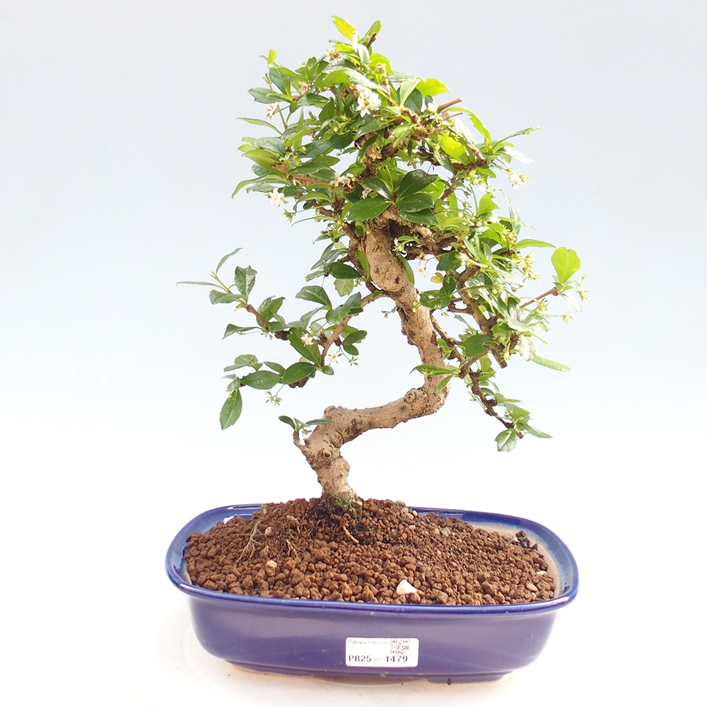 Pokojová bonsai - Carmona macrophylla - Čaj fuki
