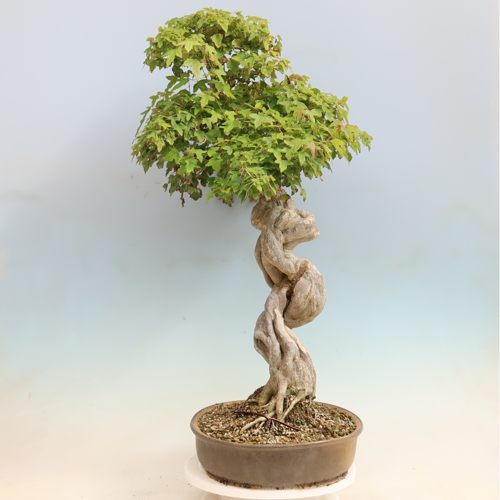 Venkovní bonsai - Acer Buergerianum - Javor Burgerův