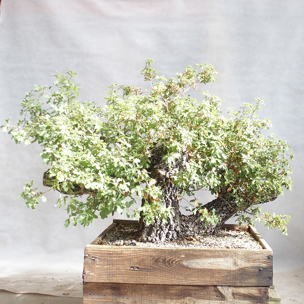 Venkovní bonsai Quercus Cerris - Dub Cer