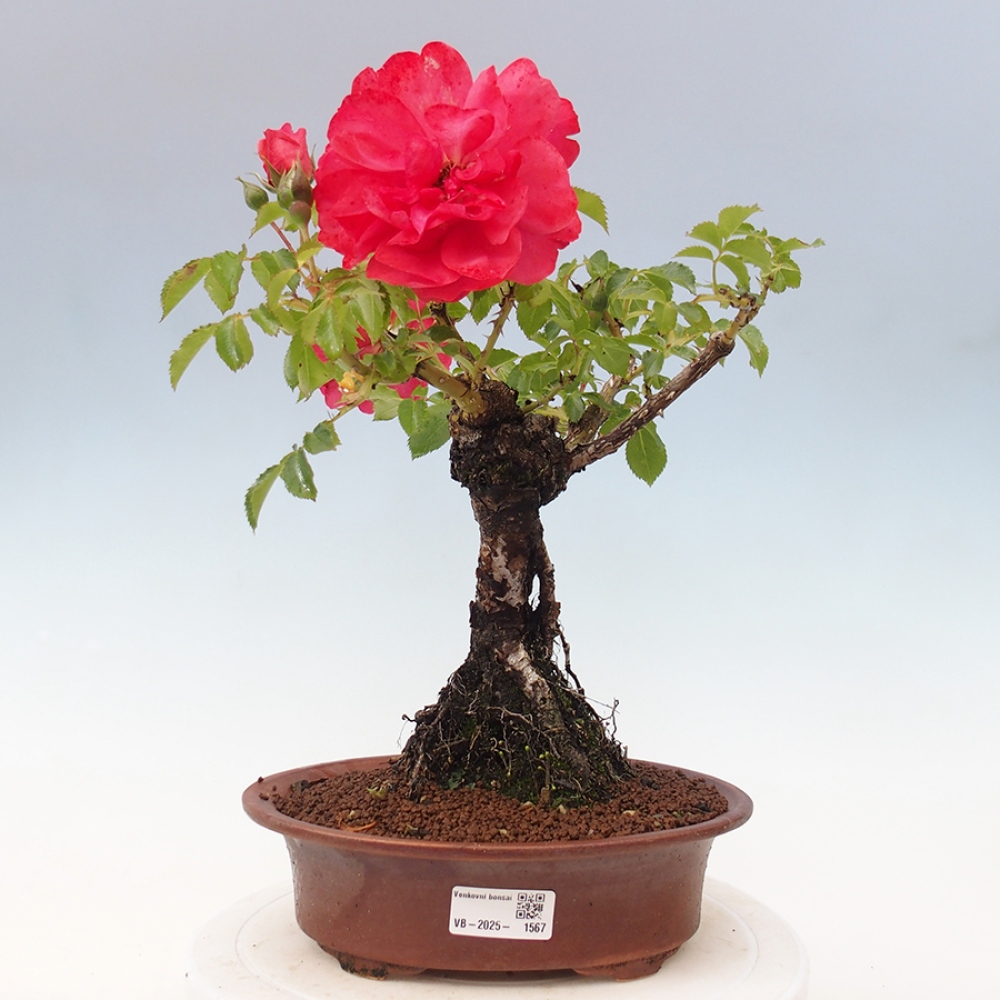 Venkovní bonsai - Rosa Kordes -  růže
