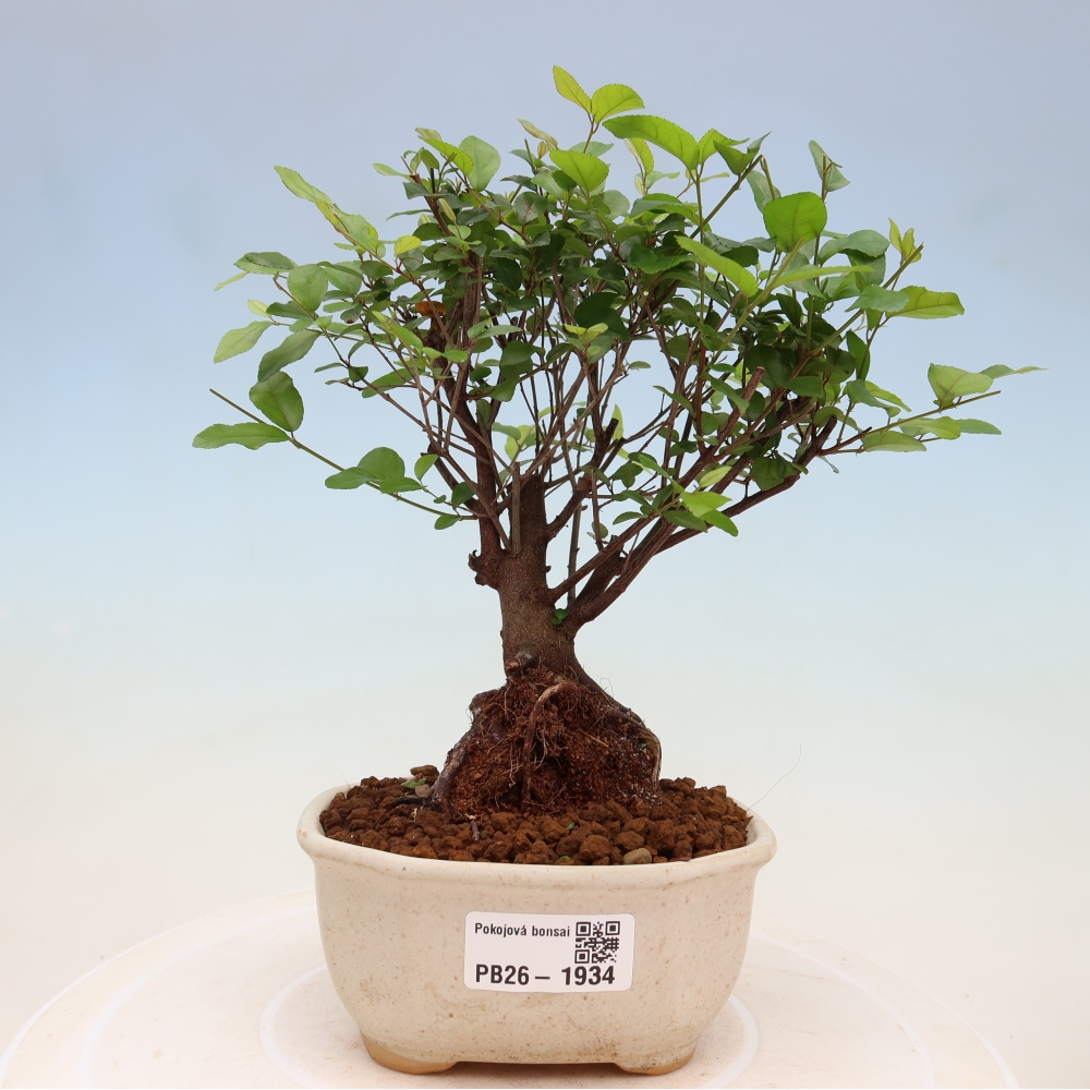 Pokojová bonsai - Sagerécie thea - Sagerécie thea