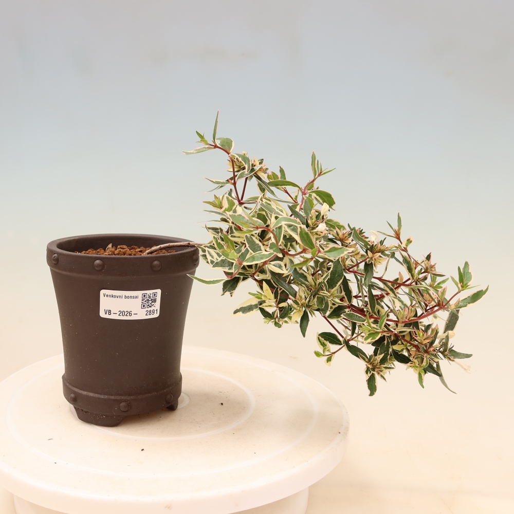 Venkovní bonsai - Abelia gr. Confetti - Abélie velkokvětá