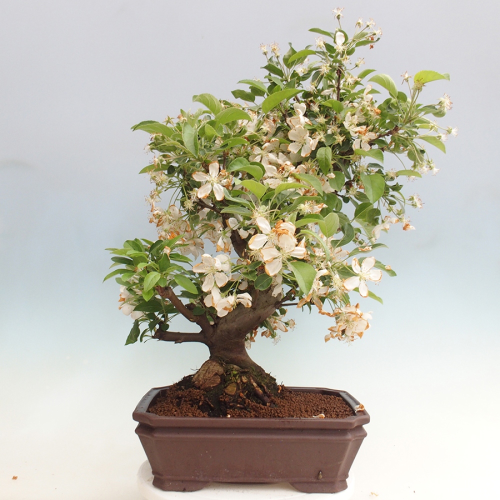 Venkovní bonsai -Malus halliana - Maloplodá jabloň