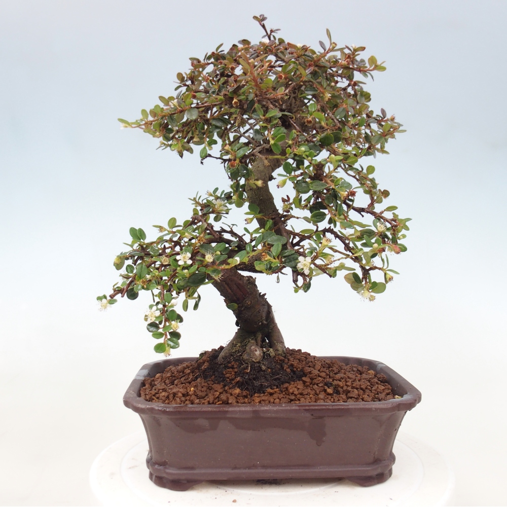 Venkovní bonsai-Cotoneaster dammeri - Skalník Damerův