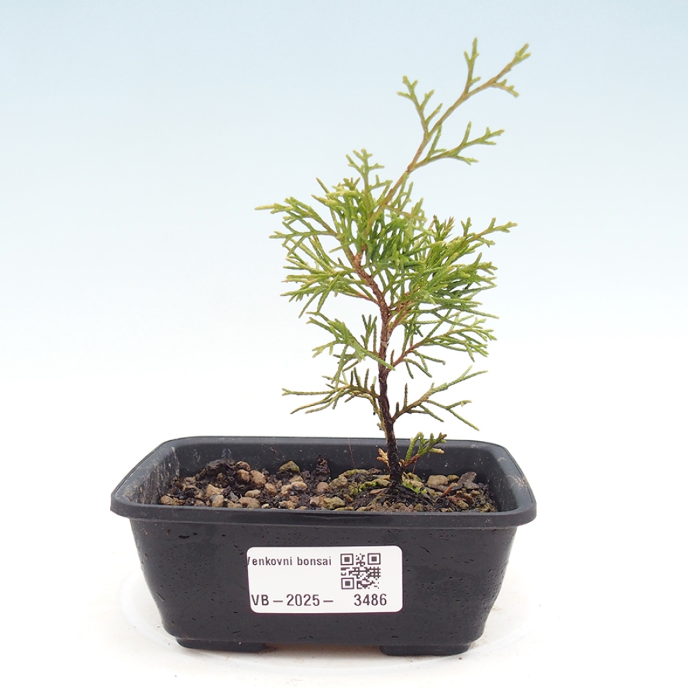 Venkovní bonsai - Juniperus chinensis Itoigawa -Jalovec čínský