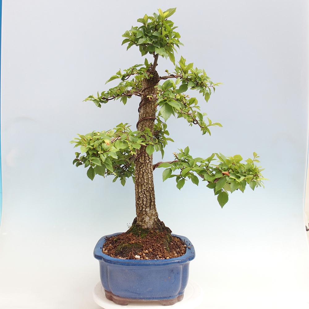 Venkovní bonsai - Zelkova - Zelkova NIRE