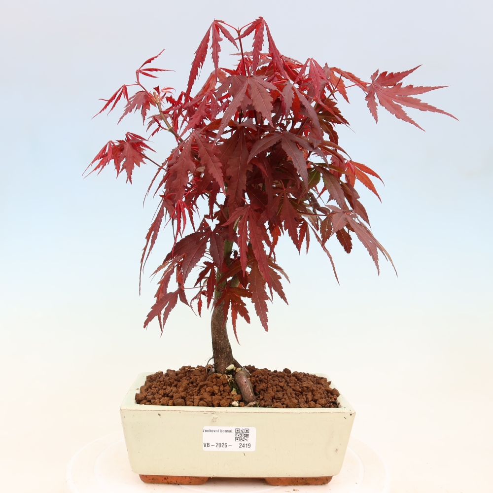 Venkovní bonsai - Acer palm. Atropurpureum-Javor dlanitolistý
