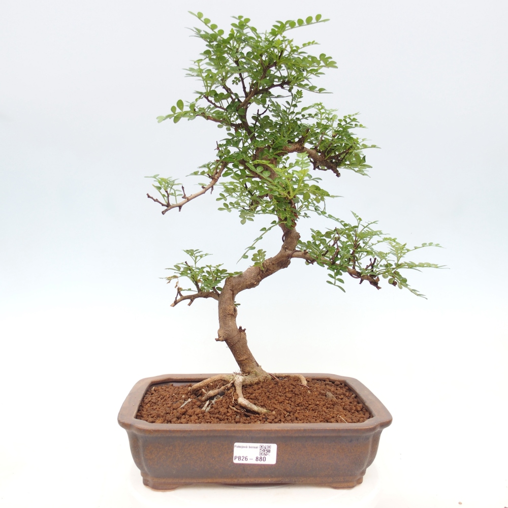 Pokojová bonsai - Zantoxylum piperitum - pepřovník