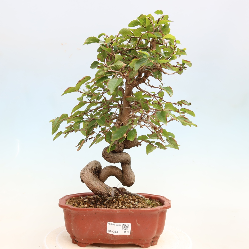 Venkovní bonsai -Carpinus CARPINOIDES - Habr korejský