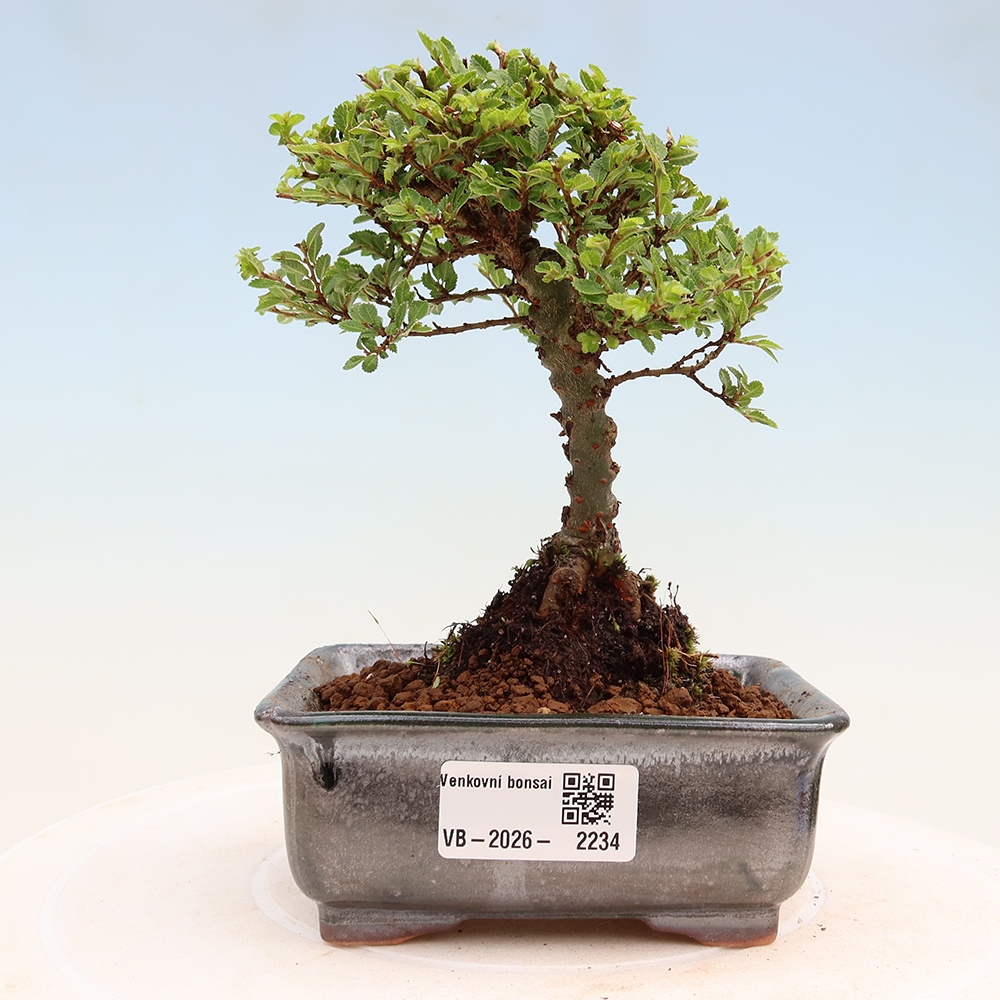 Venkovní bonsai - Ulmus parvifolia Sagei - Malolistý jilm