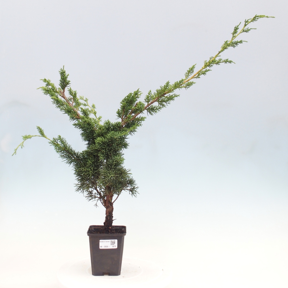 Venkovní bonsai - Juniperus chinensis Kishu -Jalovec čínský
