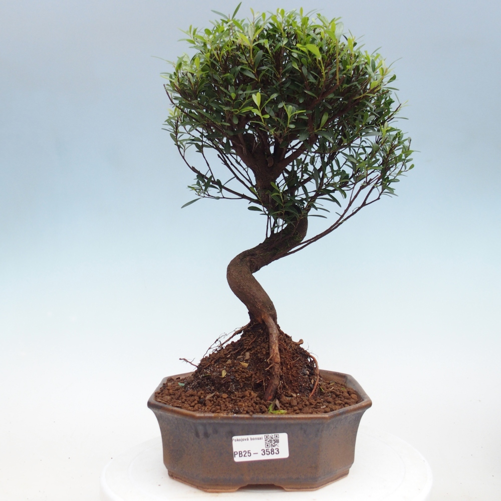 Pokojová bonsai - Syzygium - Pimentovník