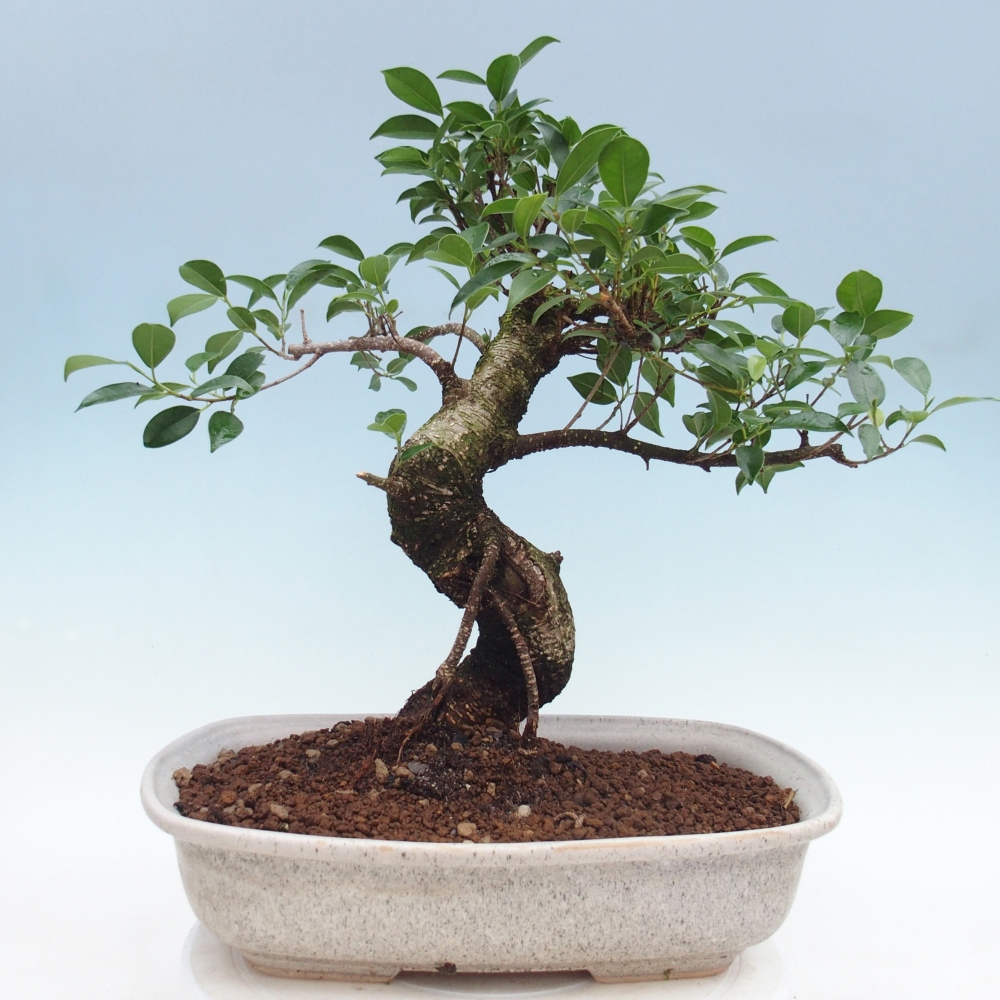 Pokojová bonsai - Ficus retusa -  malolistý fíkus