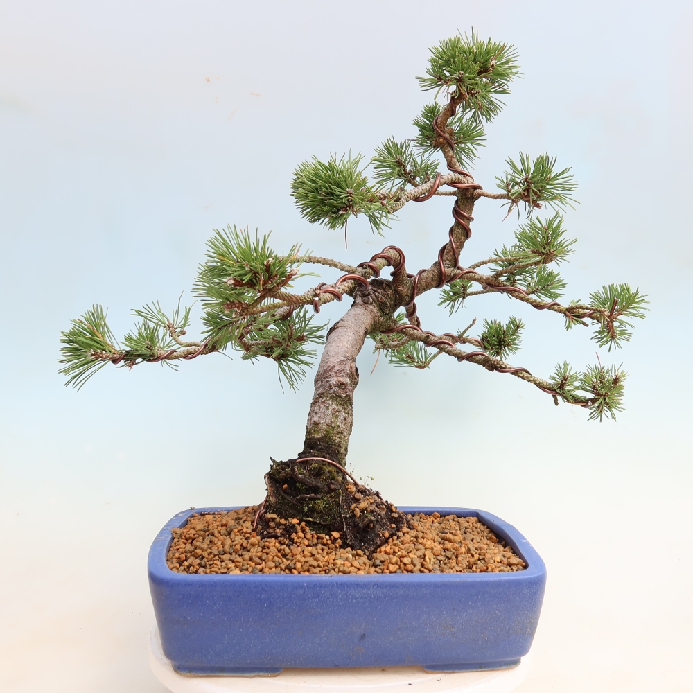 Venkovní bonsai - Pinus mugo Humpy  - Borovice kleč