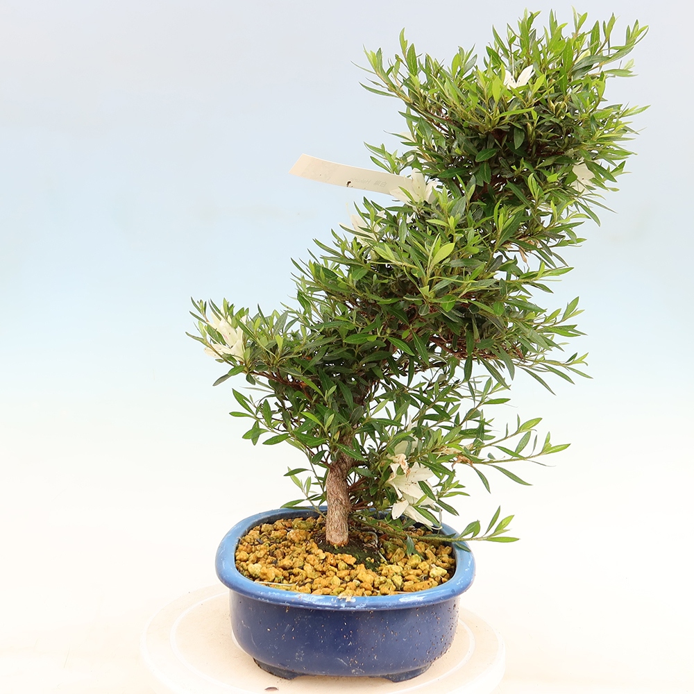 Venkovní bonsai - Japonská azalka - Azalea Hakurin