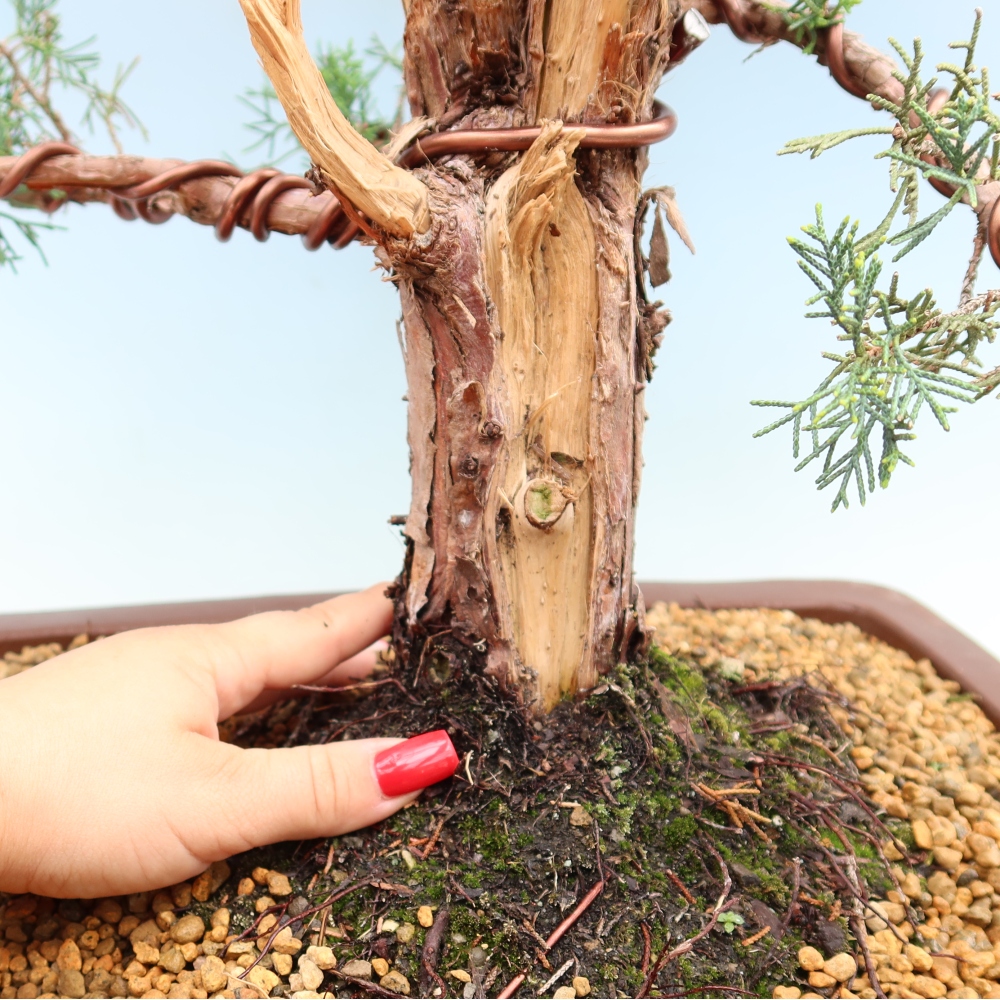 Venkovní bonsai - Juniperus chinensis Kishu -Jalovec čínský