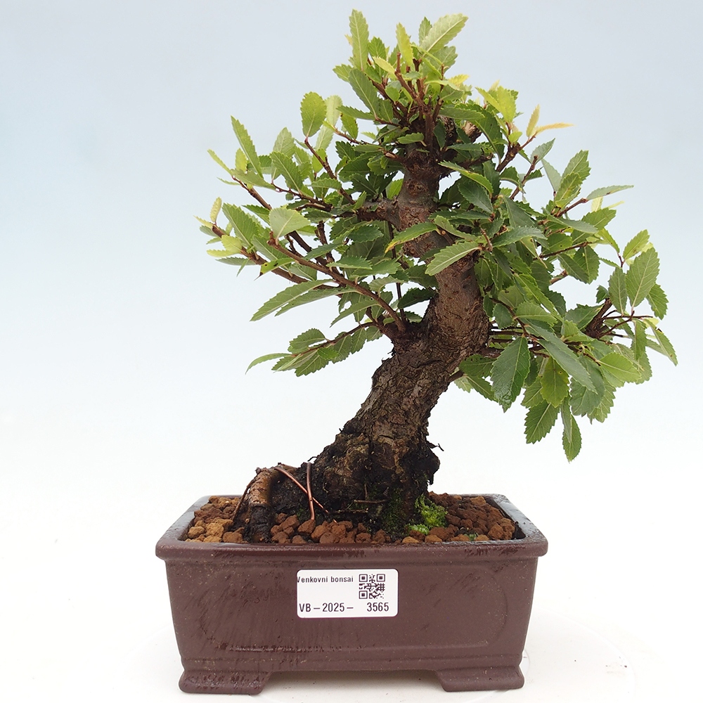 Venkovní bonsai - Zelkova - Zelkova NIRE