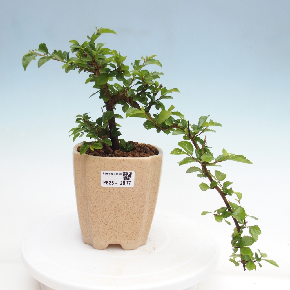 Pokojová bonsai - Grewia occidentalis - Hvězdice levandulová