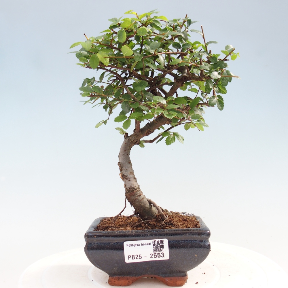 Pokojová bonsai - Ulmus parvifolia - Malolistý jilm