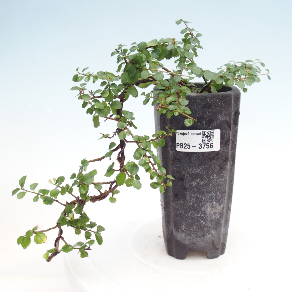 Pokojová bonsai - Grewia sp. - Grewie malolistá