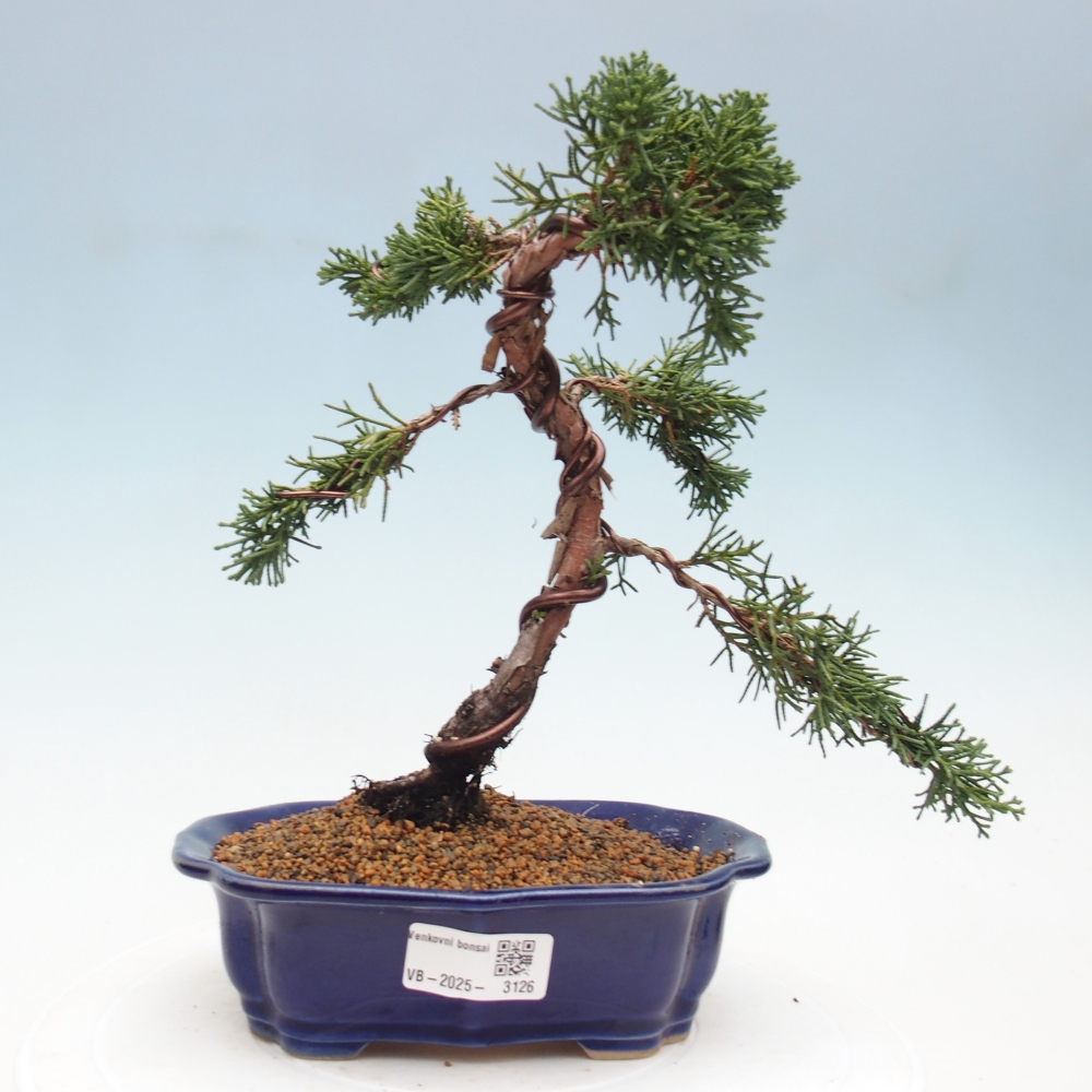 Venkovní bonsai - Juniperus chinensis Kishu -Jalovec čínský